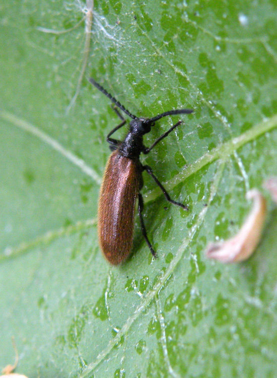 Drilus flavescens.... femmina?No, Lagria